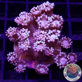Goniopora spp. „Blue Daisy“ WYSIWYG „AD Special“
