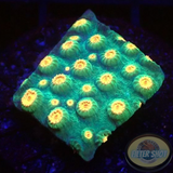 Cyphastrea spp. „Jingle Bells“