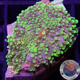 Ricordea yuma „Toxic Rico“