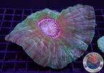 Cynarina lacrymalis „Alien Eye“ WYSIWYG