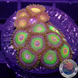 Krustenanemonen „King Rasta“