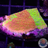 Montipora spp. „Sunfire Grafted“ WYSIWYG