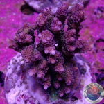 Acropora millepora „Fabulous“ WYSIWYG „AD Special“