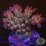 Acropora hyacinthus „Tierra del Fuego“ WYSIWYG