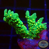 Montipora stellata „Star Wars“