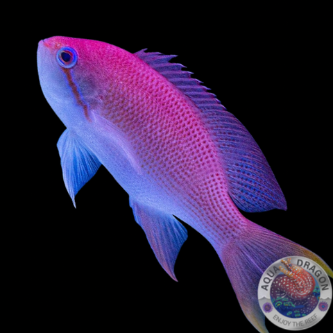 Pseudanthias hutomoi „Hutomo´s Fahnenbarsch“