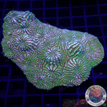 Echinophyllia spp. „Hypnotic Zombie“ WYSIWYG