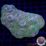 Echinophyllia spp. „Hypnotic Zombie“ WYSIWYG