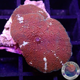 Discosoma spp. „Pearly“ WYSIWYG
