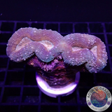 Lobophyllia spp. „Mask“ WYSIWYG „AD Special“