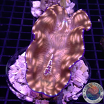 Tridacna derasa WYSIWYG