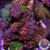 Monument Mythos WYSIWYG