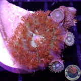 Rhodactis osculifera „St. Thomas & Friends“ WYSIWYG „AD Special“