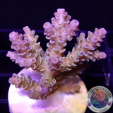 Acropora tenuis „Rainbow“ WYSIWYG „AD Special“