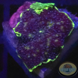 Discosoma spp. „Purple Disco“ WYSIWYG „AD Special“