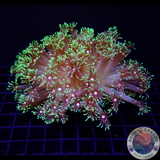 Goniopora spp. „White Heart“ WYSIWYG