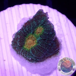 Echinophyllia spp. “Golden Boy” WYSIWYG “AD Special”