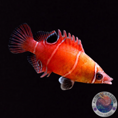 Wetmorella tanakai „Höhlenlippfisch“