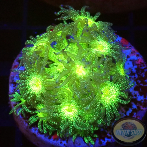 Goniopora spp. „Glitter 💣“ WYSIWYG