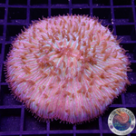 Fungia spp. “Jigsaw” WYSIWYG