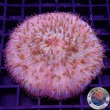 Fungia spp. “Jigsaw” WYSIWYG