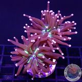 Echinophyllia spp. „OG NYK“
