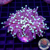 Euphyllia paraglabrescens„Snake“ 🐍 WYSIWYG „AD Special“