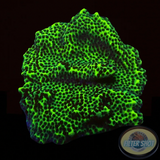 Montipora confusa WYSIWYG