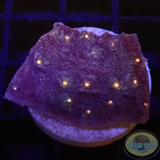 Echinophyllia spp. „Starry“