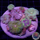 Ricordea yuma „Fungus“ WYSIWYG „AD Special“