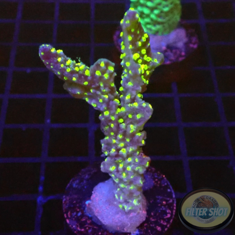 Montipora hispida. „Star Wars“ WYSIWYG