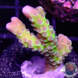 Anacropora spp. „Green Goblin“ WYSIWYG