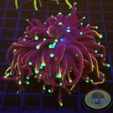 Euphyllia glabrescens “Hellfire” WYSIWYG