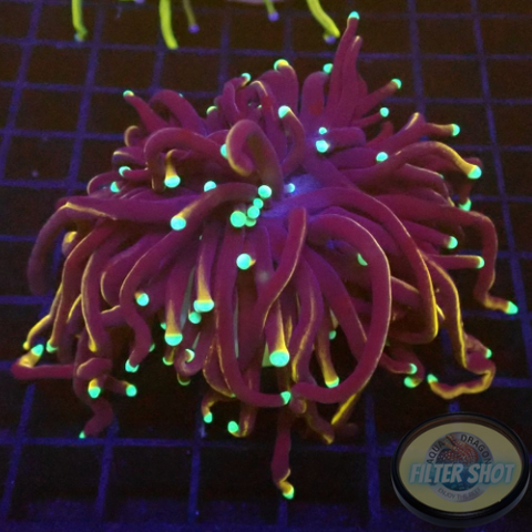 Euphyllia glabrescens “Hellfire” WYSIWYG