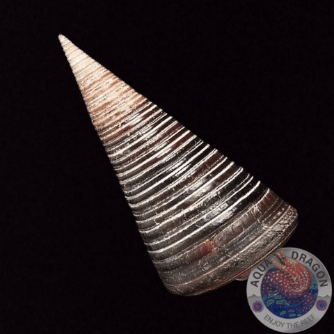 Telescopium telescopium „Sedimentschnecke“