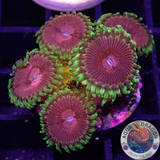 Krustenanemonen „Chili“ WYSIWYG