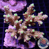 Acropora rosaria „Goldfinger“ WYSIWYG „AD Special“