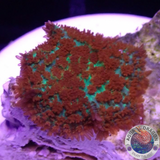 Rhodactis spp. „Forest Fire“ 🔥 AD Special