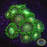 Krustenanemonen „Tropical Emeralds“
