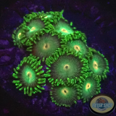 Krustenanemonen „Tropical Emeralds“