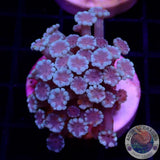 Alveopora spp. „Rose Heart“