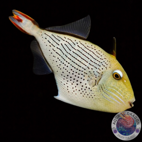Xanthichthys lineopunctatus "Gestreifter Drückerfisch"