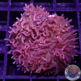Rhodactis spp. „Flaming Carpet“ AD Special
