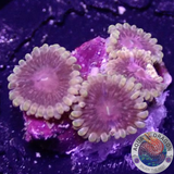 Krustenanemonen „Supernova“ WYSIWYG „AD Special“