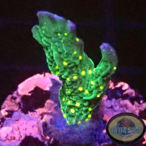 Montipora stellata „Star Wars“ AD Special