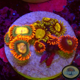 Krustenanemonen „Afro King Fire“ WYSIWYG