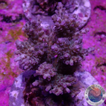 Acropora microclados „Green Berry“ WYSIWYG „AD Special“