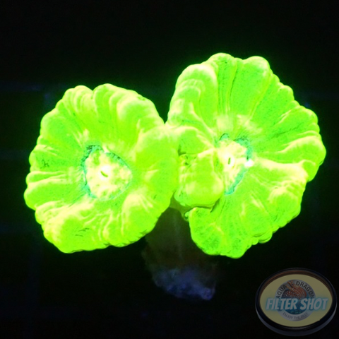 Caulastraea spp. „Kryptonite“