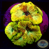 Favia spp. „Gold Fever“ WYSIWYG „AD Special“