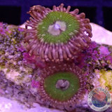 Krustenanemonen „Pink Krakatoa“ WYSIWYG